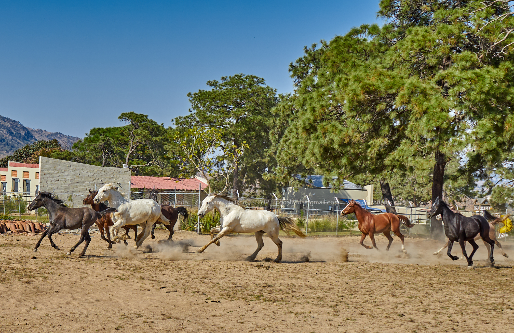 Rancho en Jalisco . Caballada . dic 12 2022_2.jpg